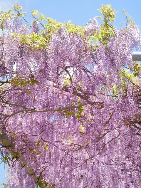 DSCN1367