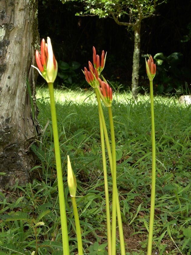 古市家の彼岸花 種子島のブログ