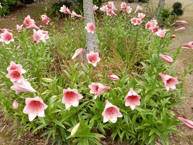 テッポウユリ開花 種子島のブログ