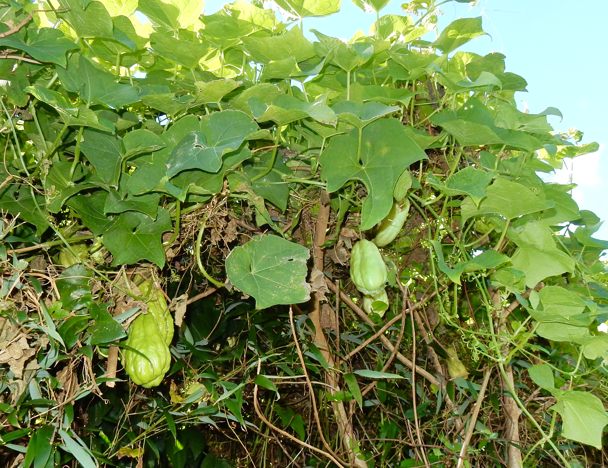 いーもんめの花 種子島のブログ