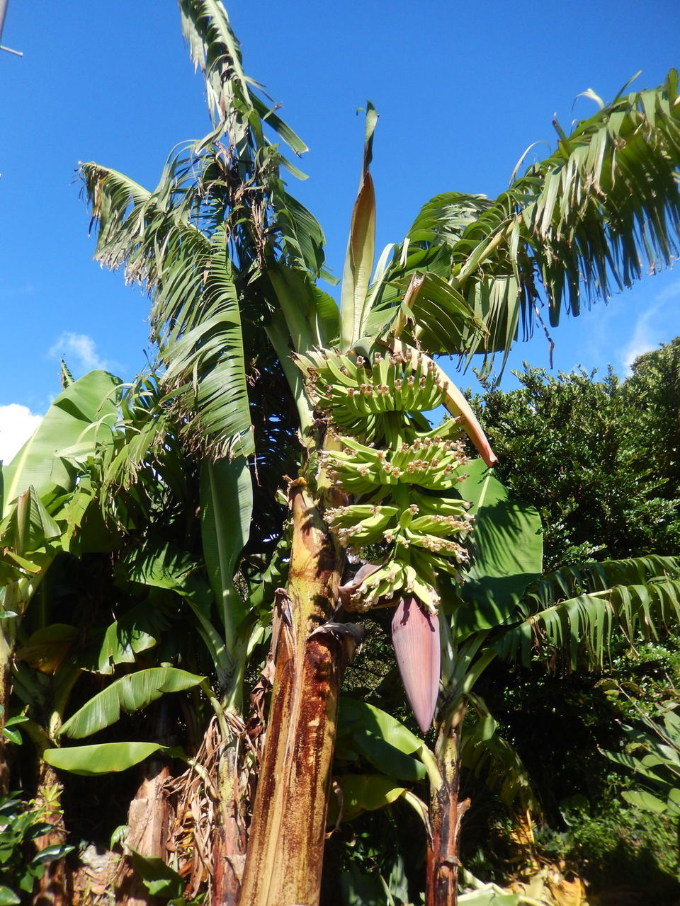 秋の味覚 バショウ 島バナナ 種子島のブログ