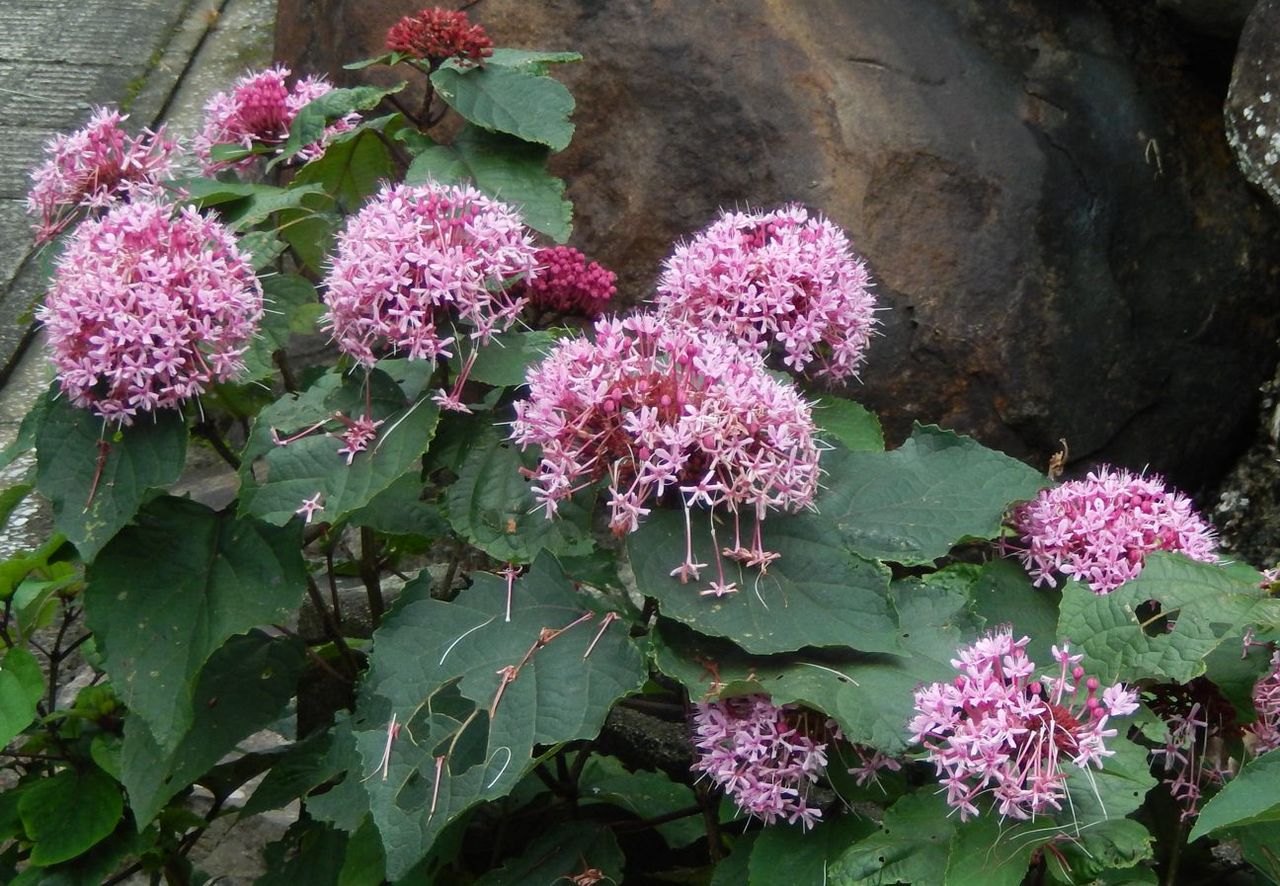 米の花 種子島のブログ 米の花 種子島のブログ