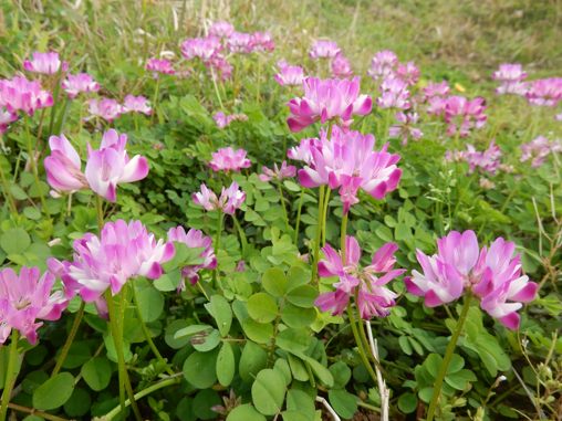 幸せ者の親父 種子島のブログ