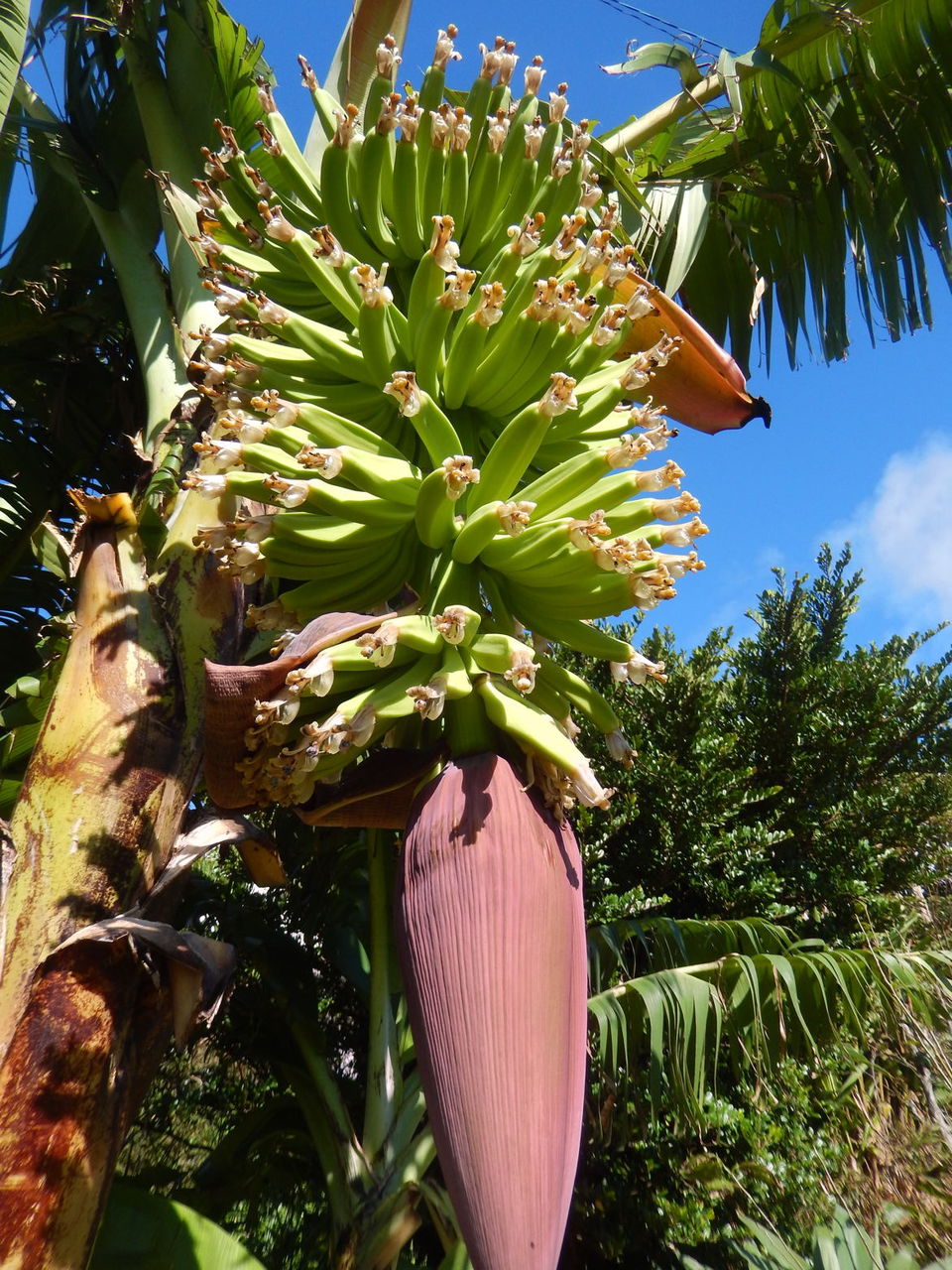 秋の味覚 バショウ 島バナナ 種子島のブログ