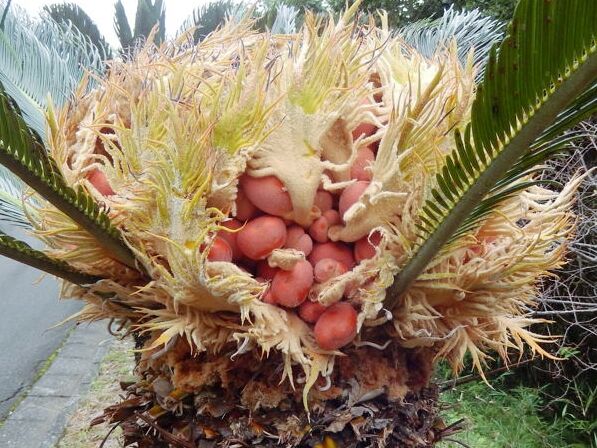 ソテツの実アクセサリー 種子島のブログ