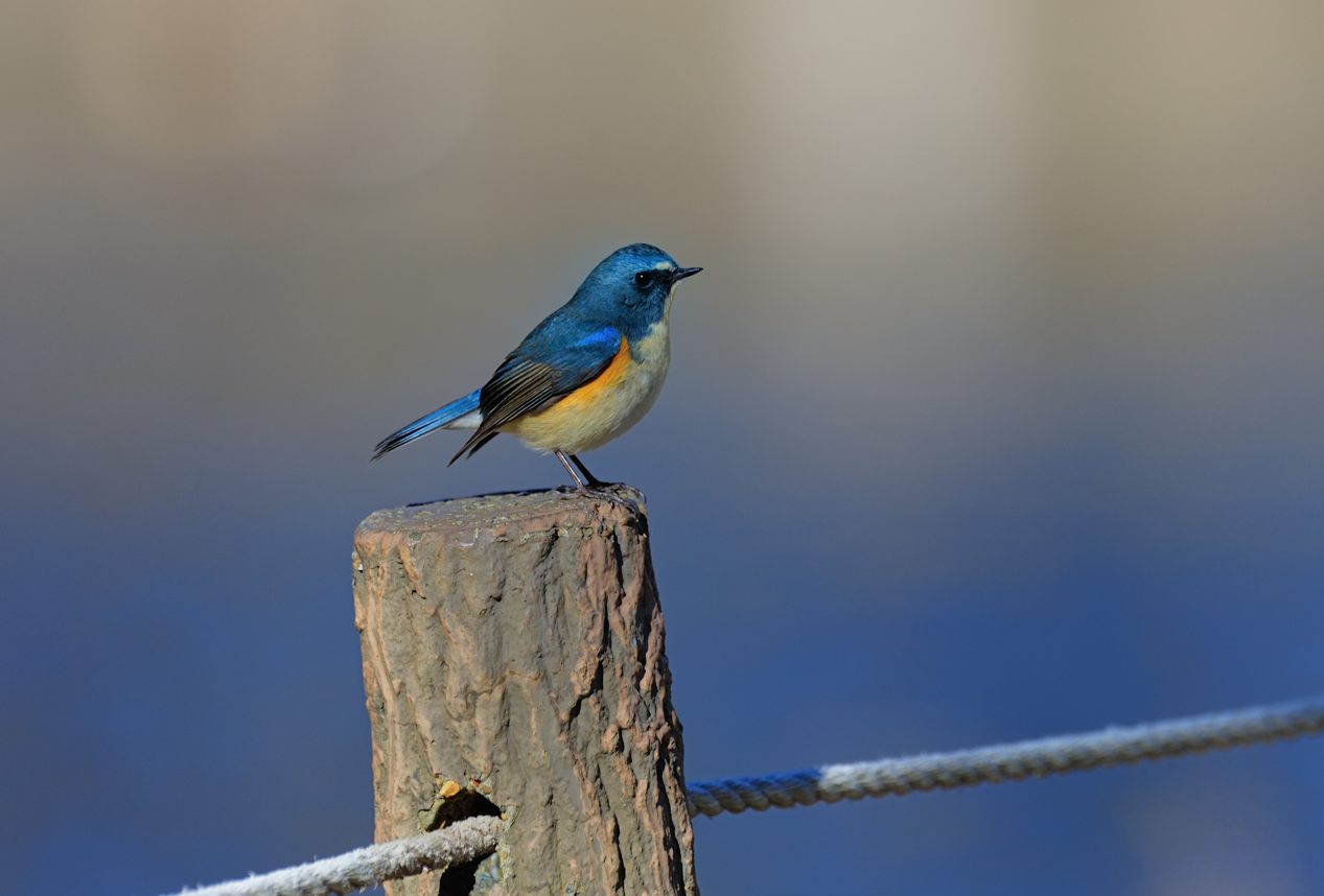 冬の野鳥 : 種子島のブログ