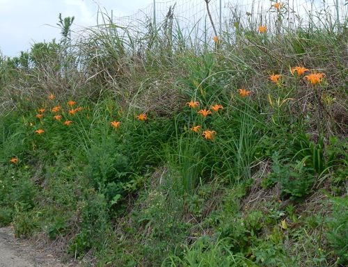 井ノ上とカタリナ永俊尼 ふるさと歴史散歩 種子島のブログ