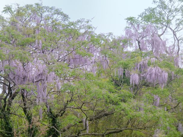 藤の花満開 種子島のブログ 藤の花満開 種子島のブログ