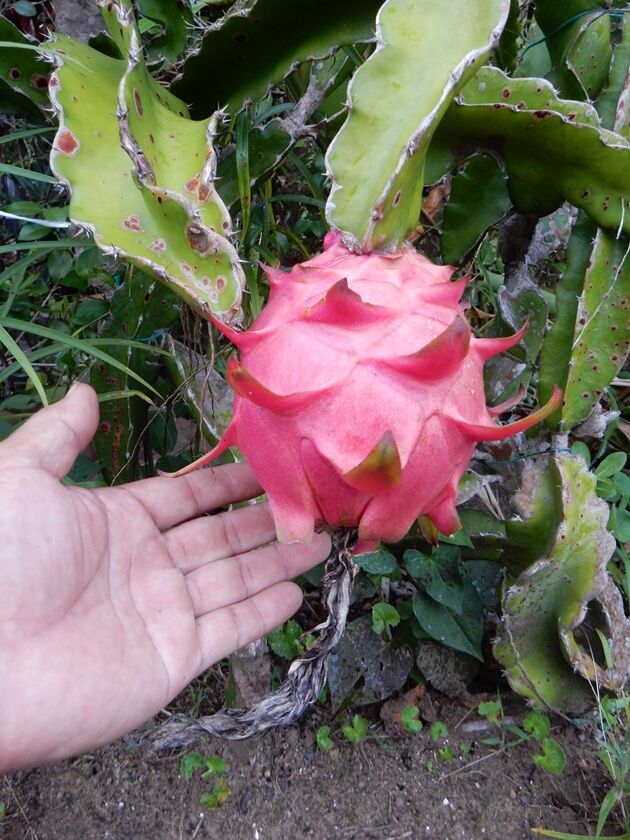 完熟ドラゴン収穫 種子島のブログ