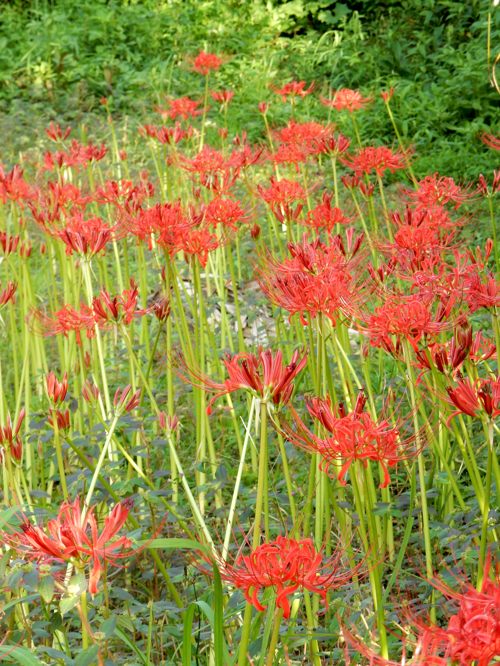彼岸花（曼殊沙華） : 種子島のブログ