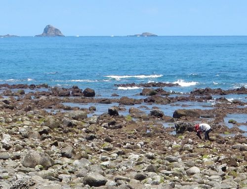 浜防風の実 種子島のブログ