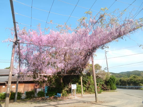 藤の花満開 種子島のブログ 藤の花満開 種子島のブログ