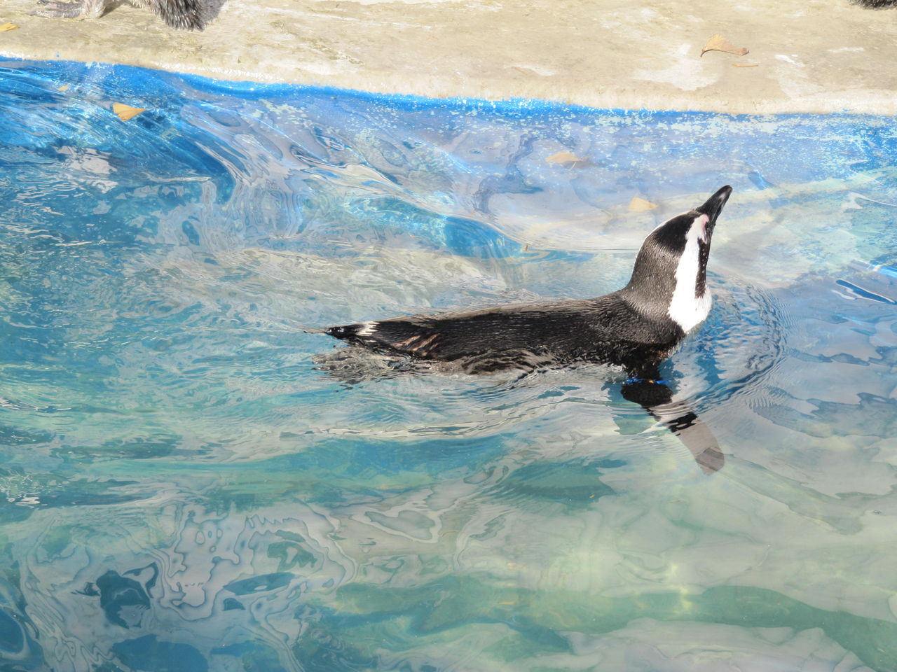 てけとーなざっき その53 こ えついったー ウソ