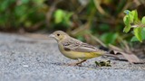★チャキンチョウDSC_7768 舳倉島