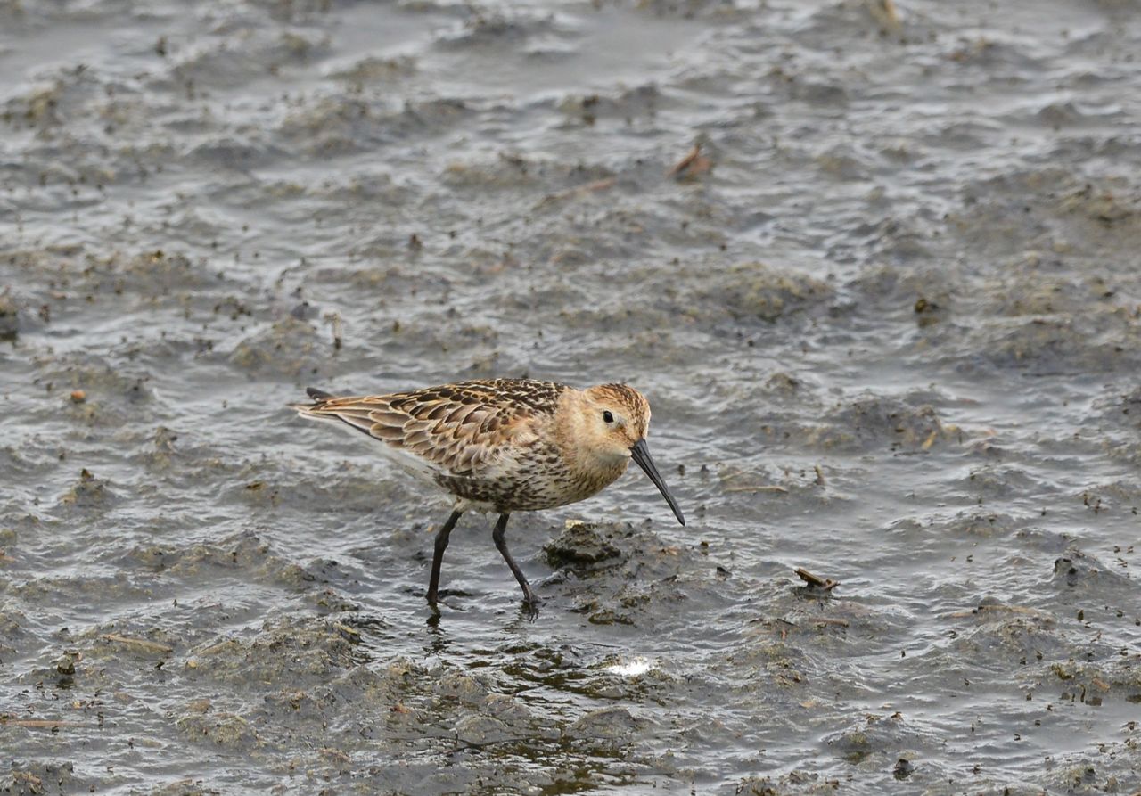 ８月２７日 一色町で探鳥 キリアイ チュウシャクシギ ヨット Jennifer号 航海記 探鳥旅行記