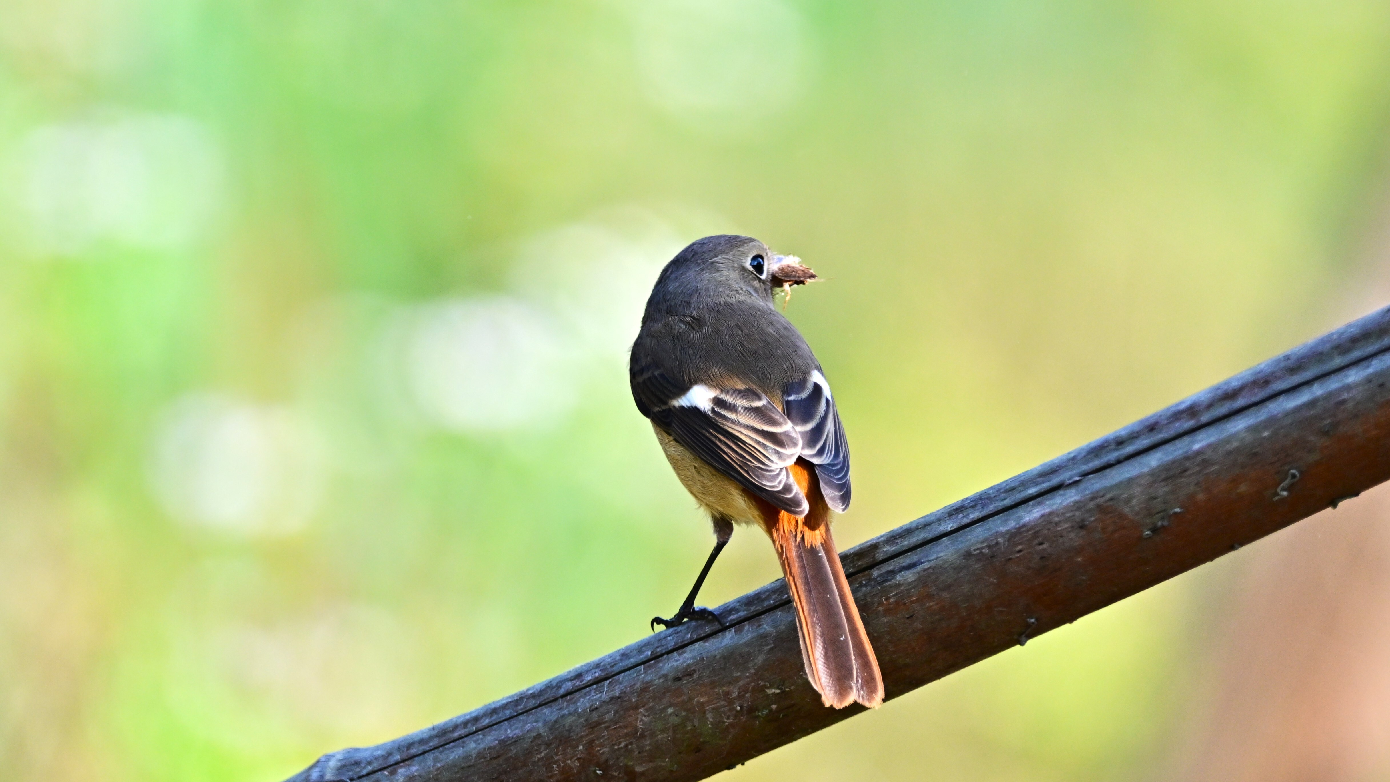 10月13日 クロジョウビタキ欧州亜種 Black Redstart Bird 10月13日 クロジョウビタキ欧州亜種 Black Redstart Bird