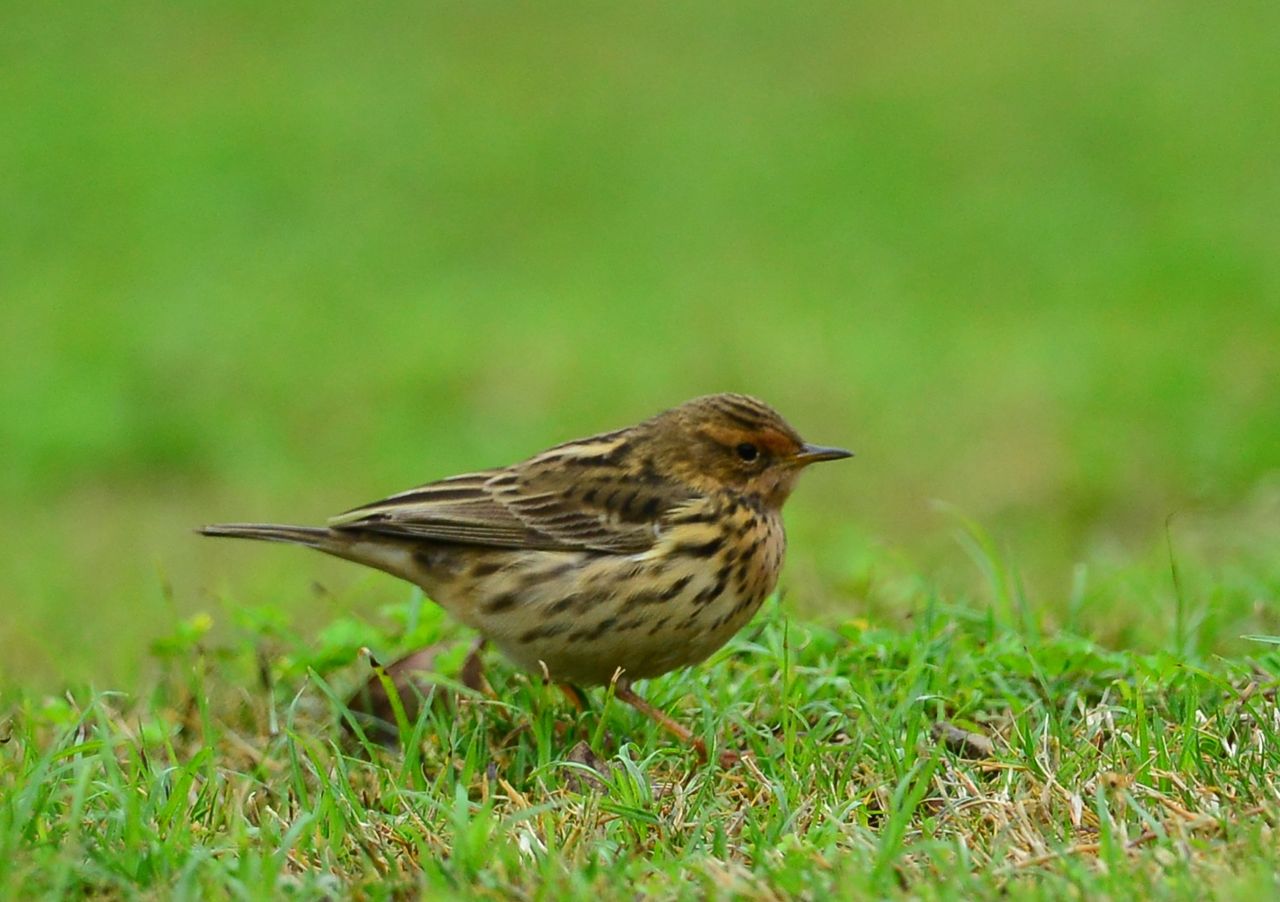 4月11日 今日も渡りの待ち伏せ探鳥 ヨット Jennifer号 航海記 探鳥旅行記 4月11日 今日も渡りの待ち伏せ探鳥 ヨット Jennifer号 航海記 探鳥旅行記