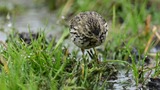 DSC_7862 (2)