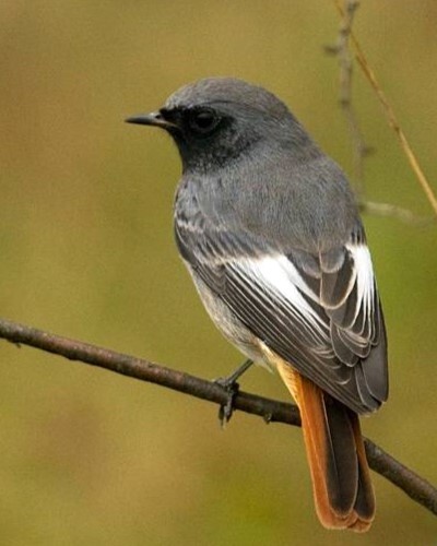 10月13日 クロジョウビタキ欧州亜種 Black Redstart Bird 10月13日 クロジョウビタキ欧州亜種 Black Redstart Bird