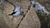 DS2_2812