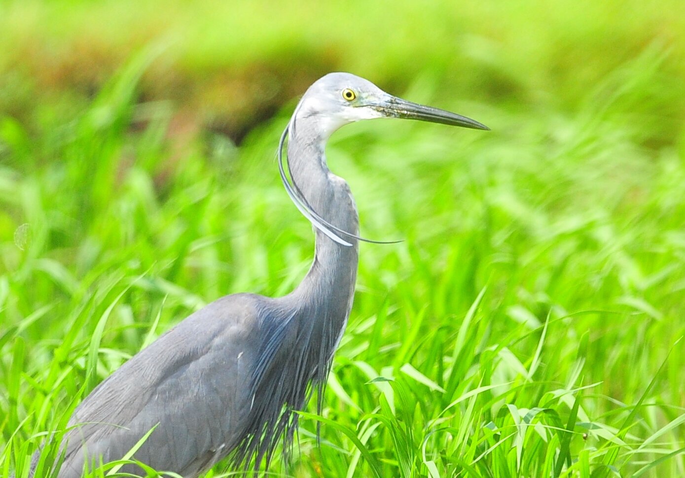 コザキ様 Amazon | ヘキサギア オルタナティブ スニークサイト 全高約70mm