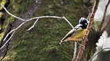 DSC_5246 (3)