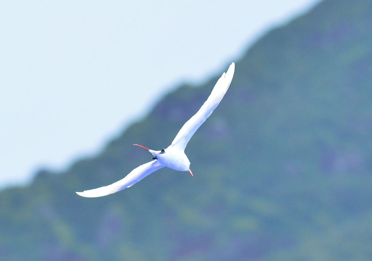 ７月６日 北硫黄島 アカオネッタイチョウ シラオネッタイチョウ ヨット Jennifer号 航海記 探鳥旅行記