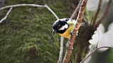 DSC_5249 (2)