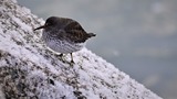 DS2_0568