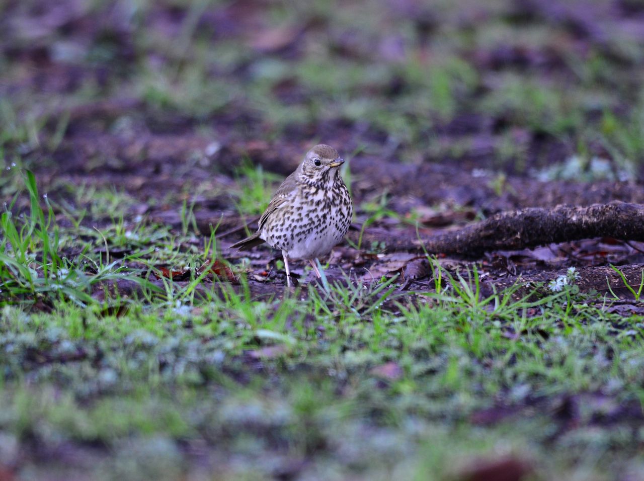 3月6日 神奈川県相模原市で鳥撮り ウタツグミ187 : ヨット