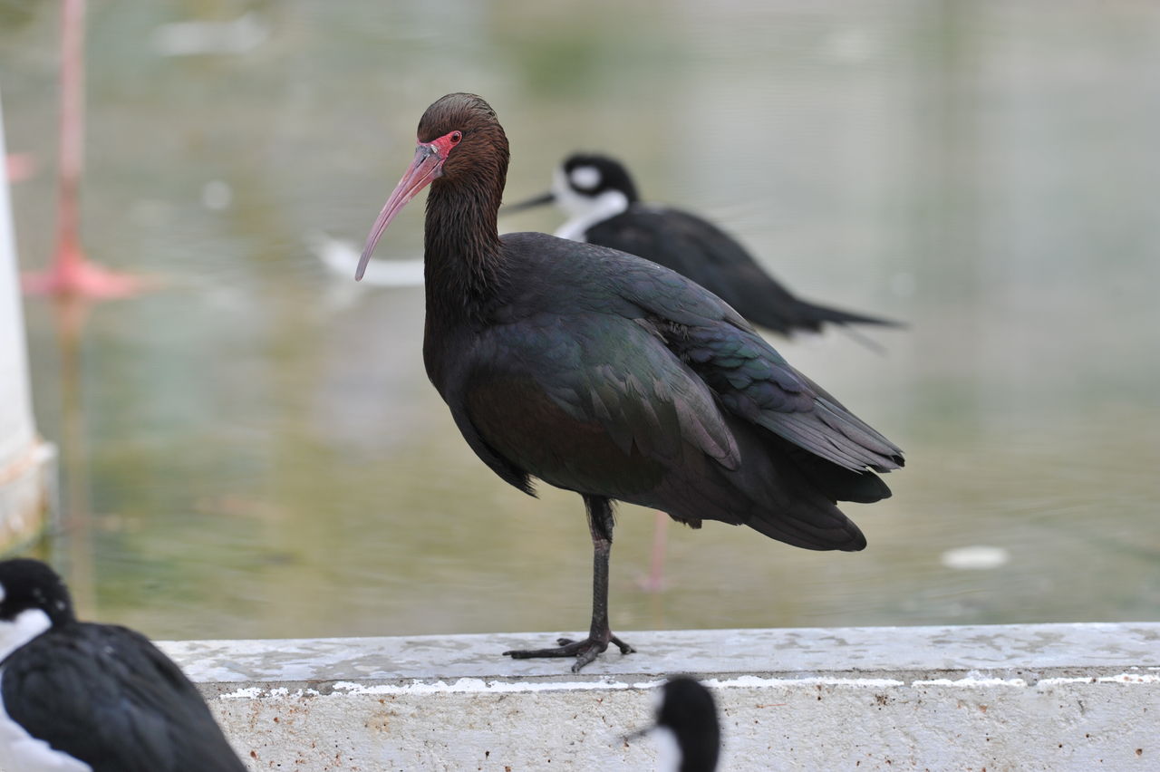 2月4日 野鳥園で 籠内撮影 ヨット Jennifer号 航海記 探鳥旅行記 2月4日 野鳥園で 籠内撮影 ヨット Jennifer号 航海記 探鳥旅行記
