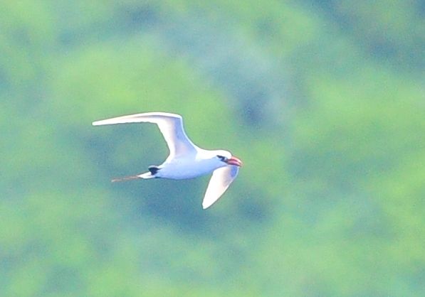 7月6日 北硫黄島 アカオネッタイチョウ シラオネッタイチョウ ヨット Jennifer号 航海記 探鳥旅行記 7月6日 北硫黄島 アカオネッタイチョウ シラオネッタイチョウ ヨット Jennifer号 航海記 探鳥旅行記