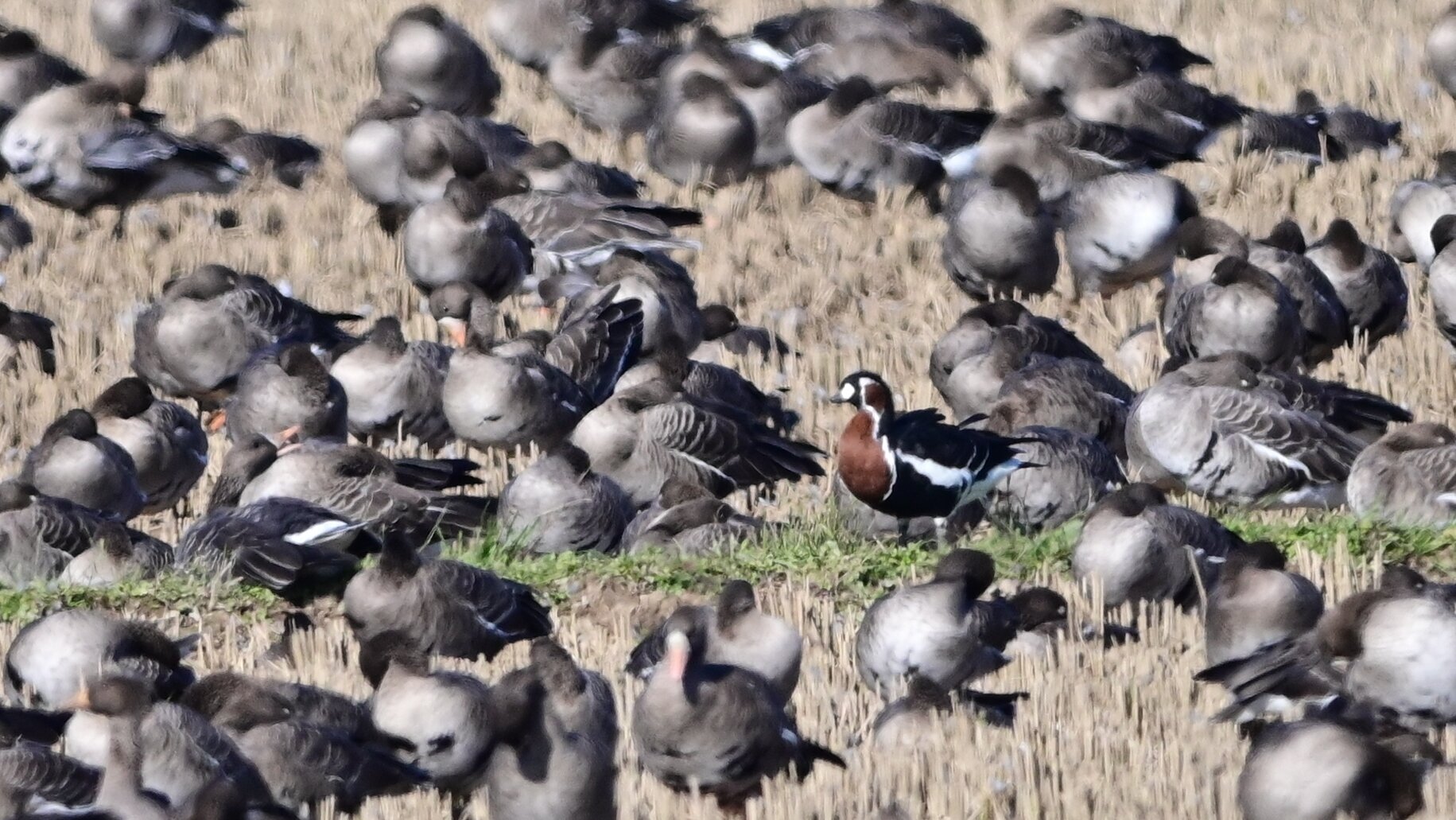 １１月４日撮影 アオガン Red Breasted Goose ヨット Jennifer号 航海記 探鳥旅行記