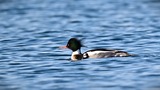 DS9_5775