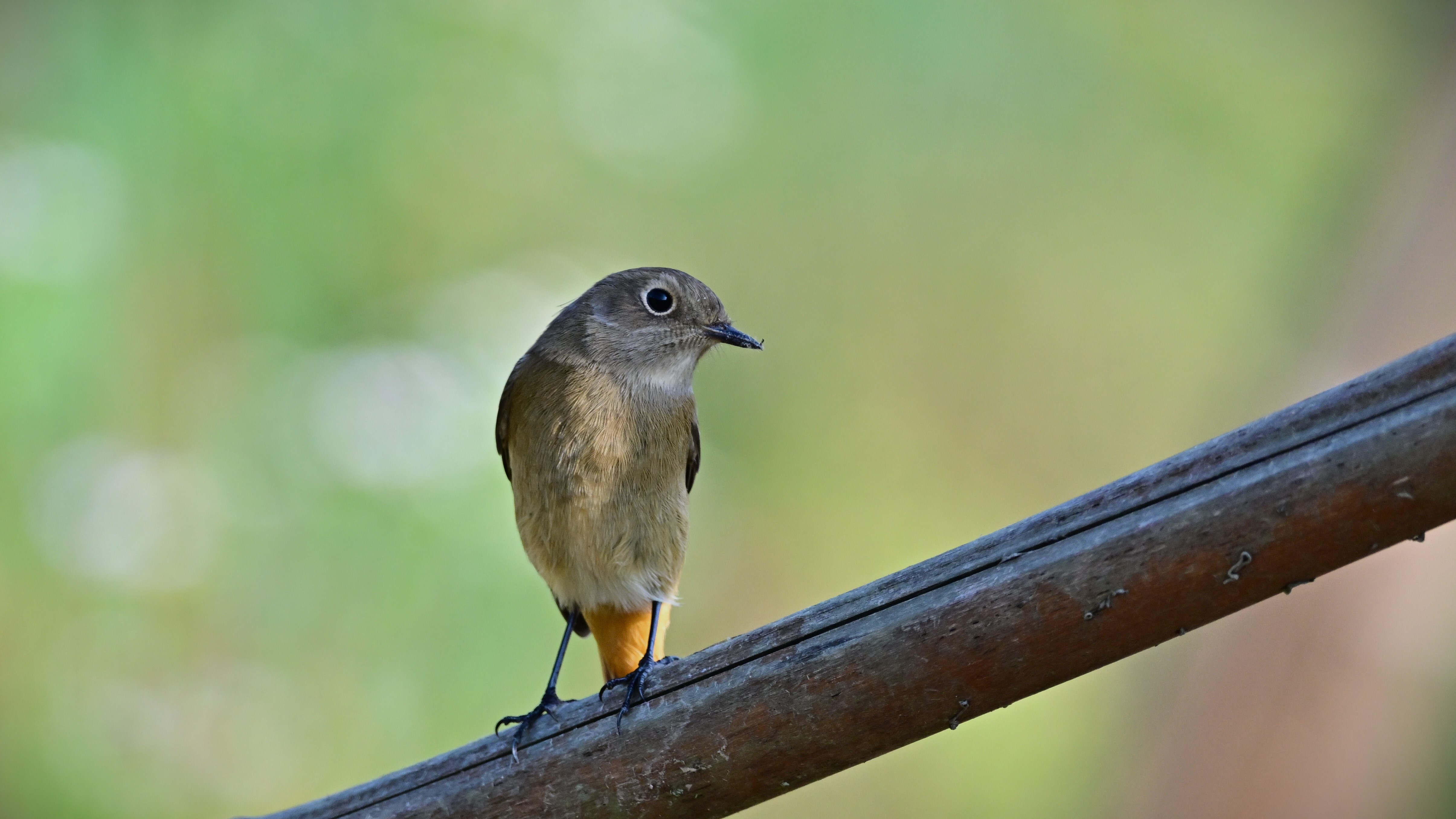 10月13日 クロジョウビタキ欧州亜種 Black Redstart Bird 10月13日 クロジョウビタキ欧州亜種 Black Redstart Bird