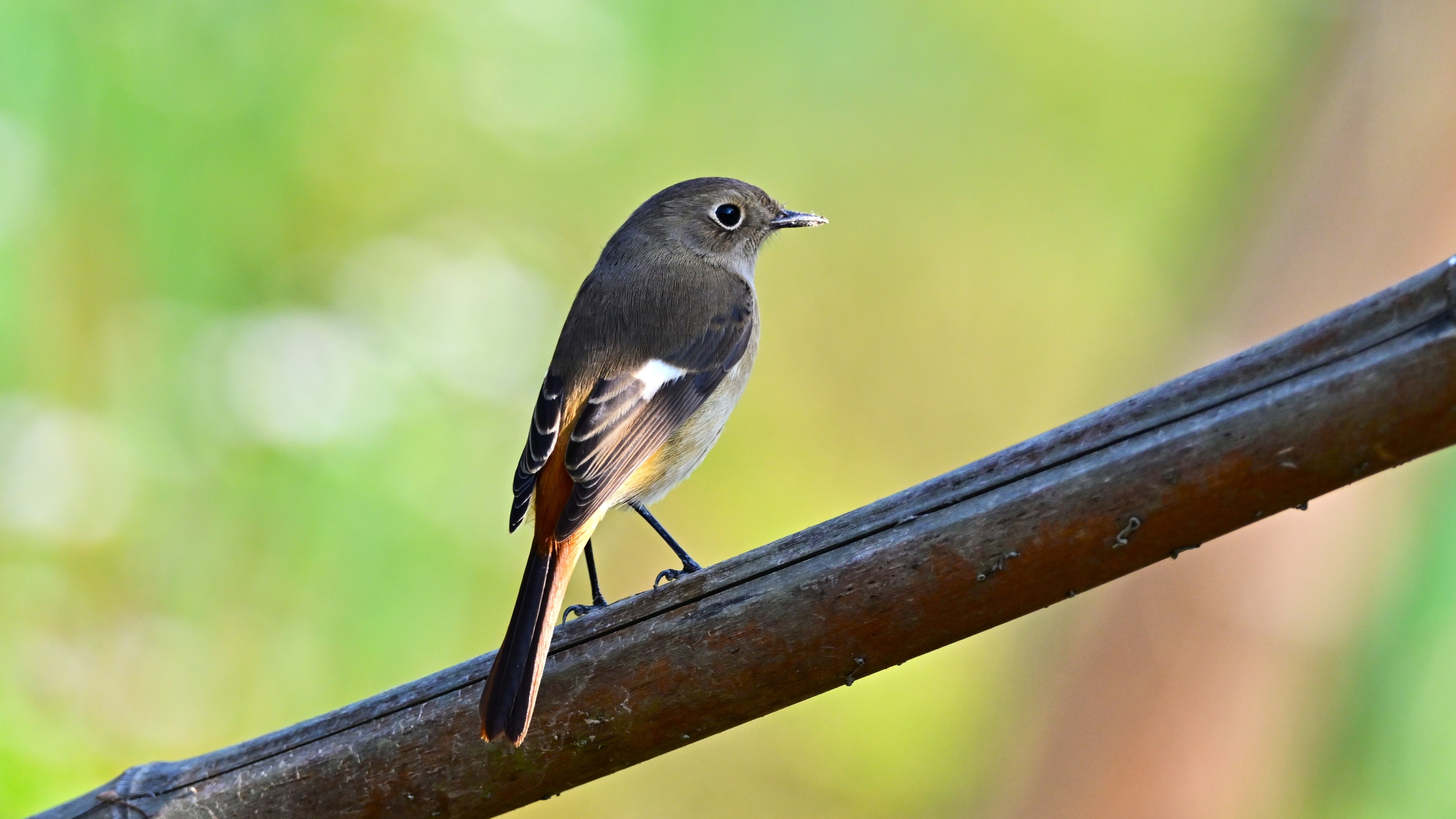 10月13日 クロジョウビタキ欧州亜種 Black Redstart Bird 10月13日 クロジョウビタキ欧州亜種 Black Redstart Bird