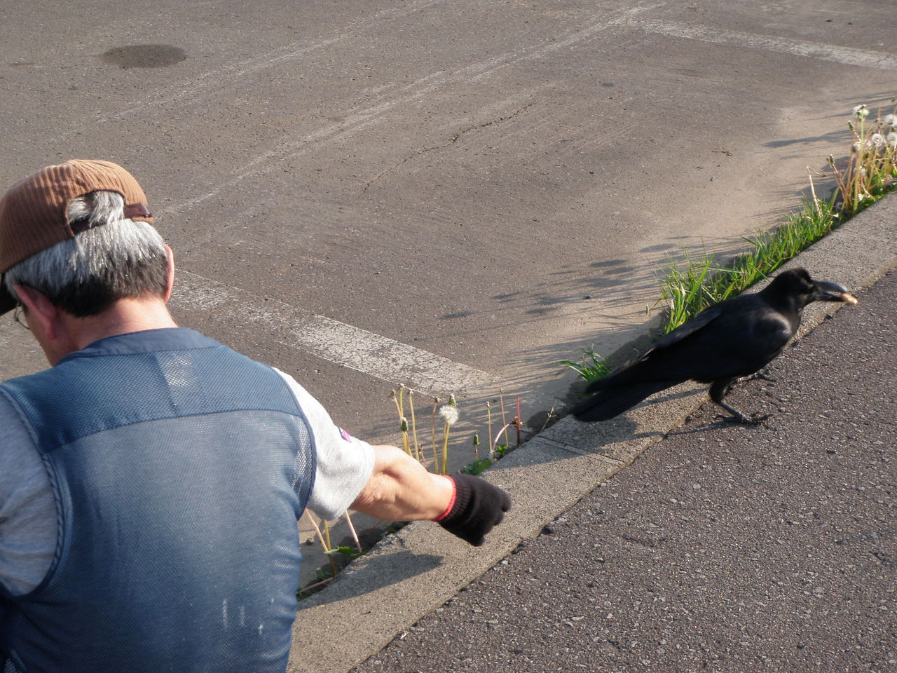 友達のカラスだと ヨット Jennifer号 航海記 探鳥旅行記