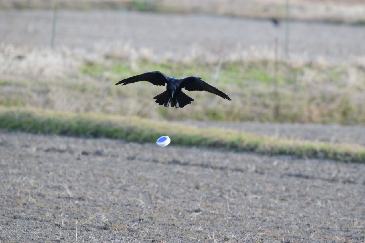 12月15日 弥富野鳥園探鳥会 鍋田干拓地 オオジュリン チョウゲンボウ ヨット Jennifer号 航海記 探鳥旅行記 12月15日 弥富野鳥園探鳥会 鍋田干拓地 オオジュリン チョウゲンボウ ヨット Jennifer号 航海記 探鳥旅行記