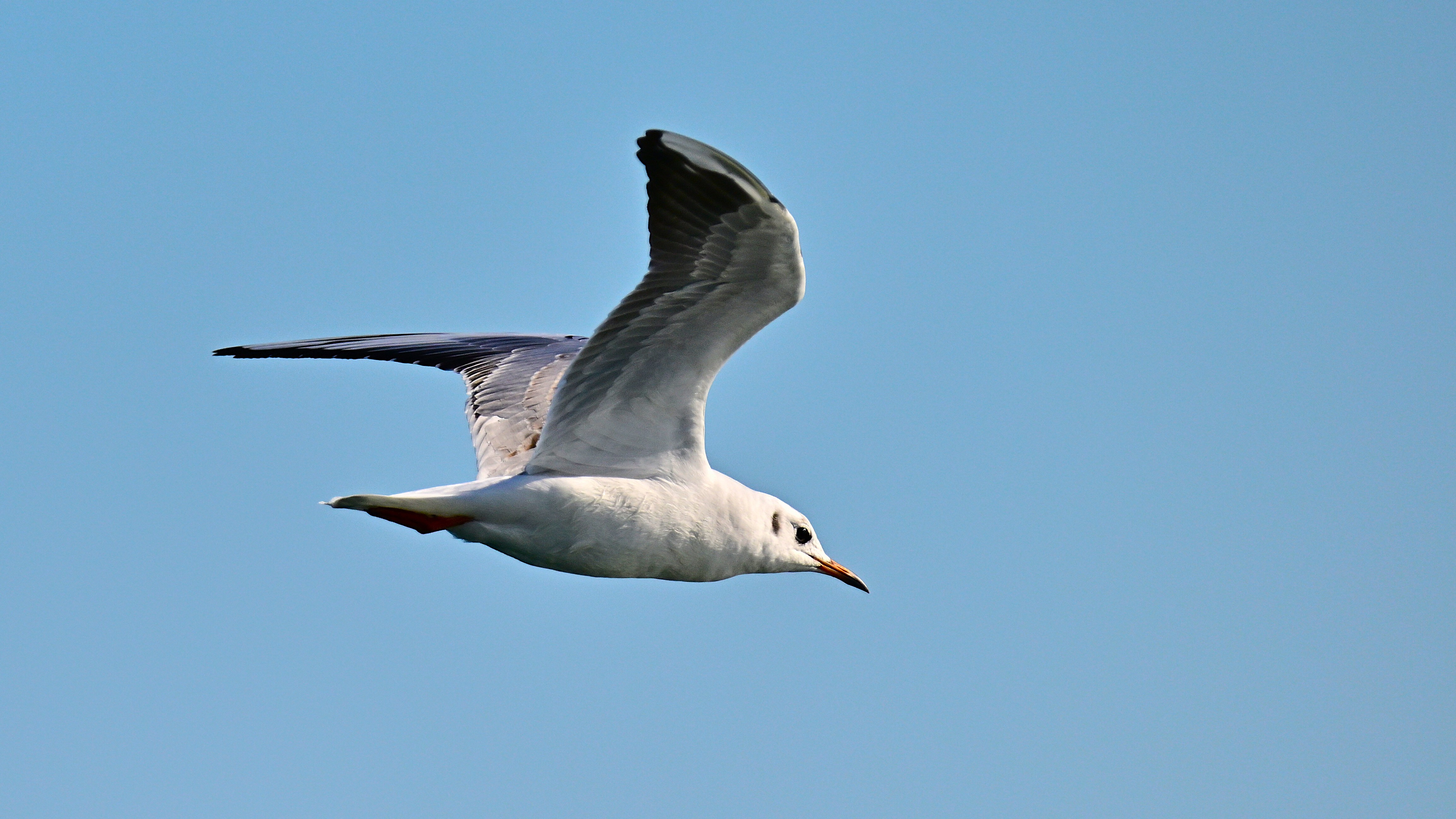 11月24日 チャガシラカモメ X ユリカモメ ﾊｲﾌﾞﾘｯﾄﾞ1W 静岡市