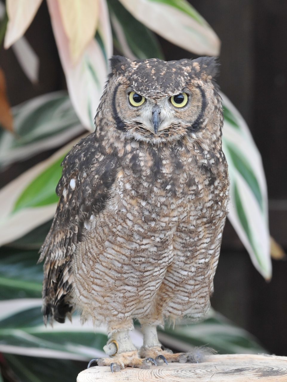 ２月４日 野鳥園 フクロウの撮影 続編 ヨット Jennifer号 航海記 探鳥旅行記
