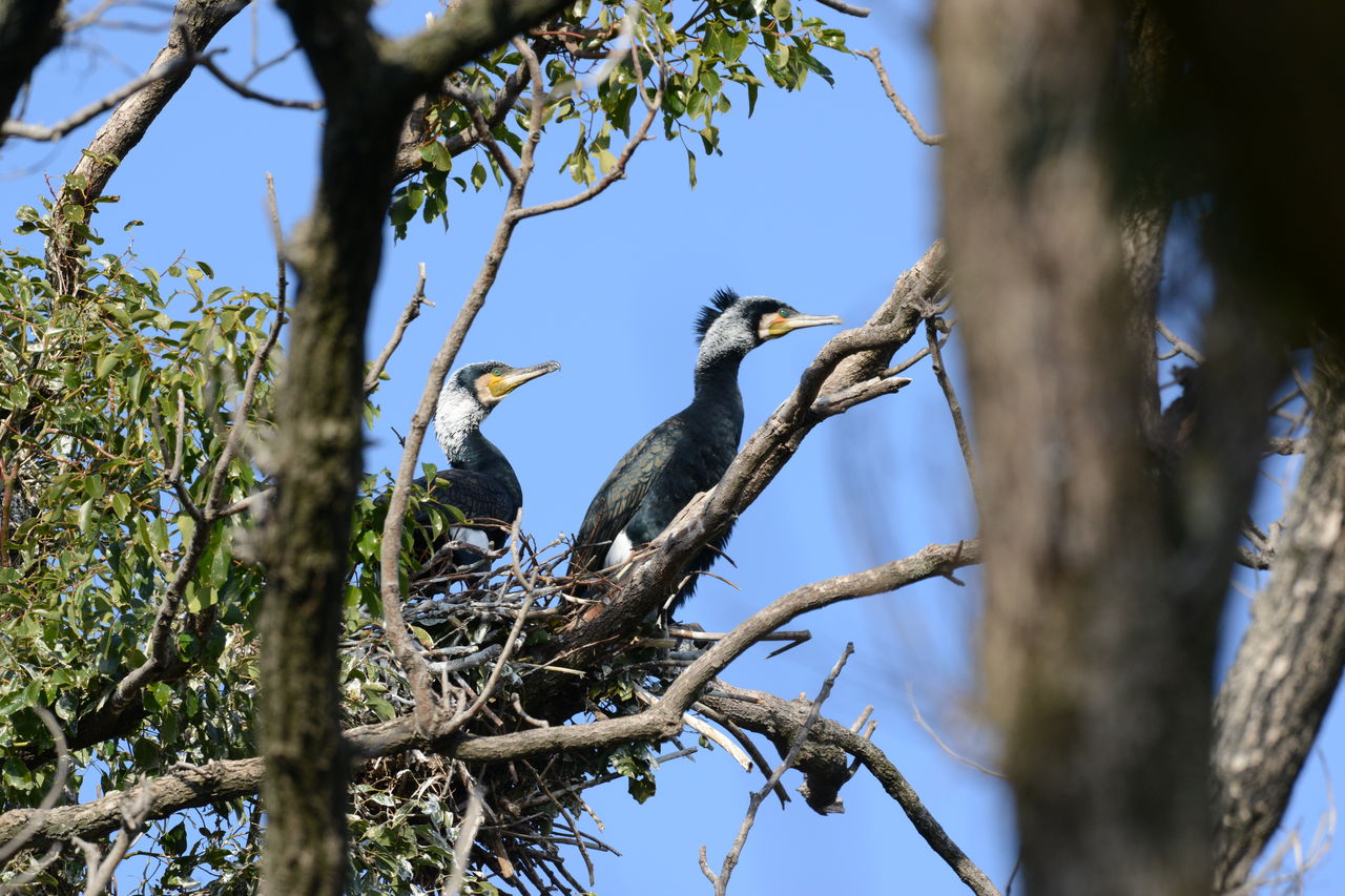 12月15日 弥富野鳥園探鳥会 鍋田干拓地 オオジュリン チョウゲンボウ ヨット Jennifer号 航海記 探鳥旅行記 12月15日 弥富野鳥園探鳥会 鍋田干拓地 オオジュリン チョウゲンボウ ヨット Jennifer号 航海記 探鳥旅行記