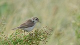 ★ヒメウタクイムシDSC_6742 舳倉島