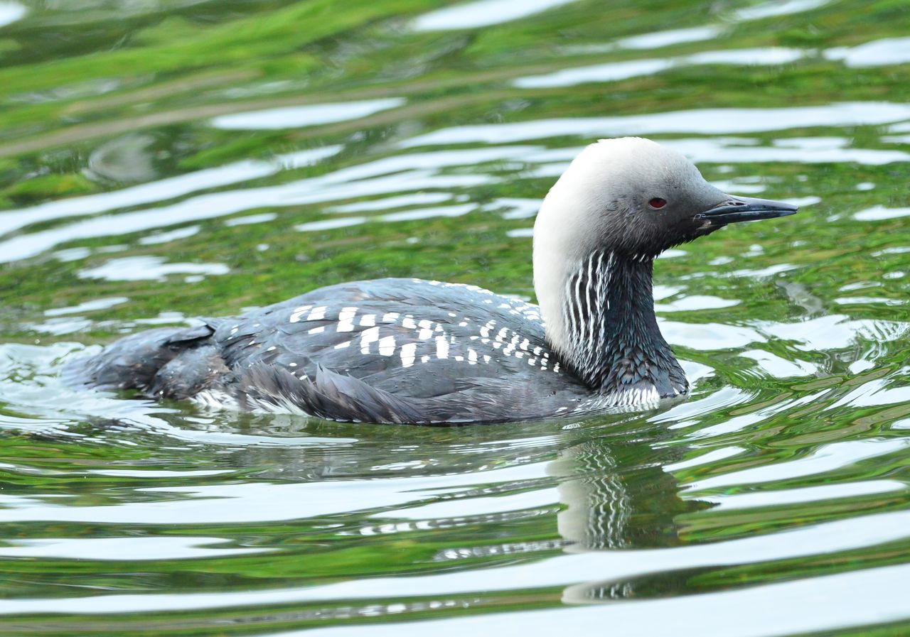 ６月１１日 シロエリオオハム 夏羽 ヨット Jennifer号 航海記 探鳥旅行記