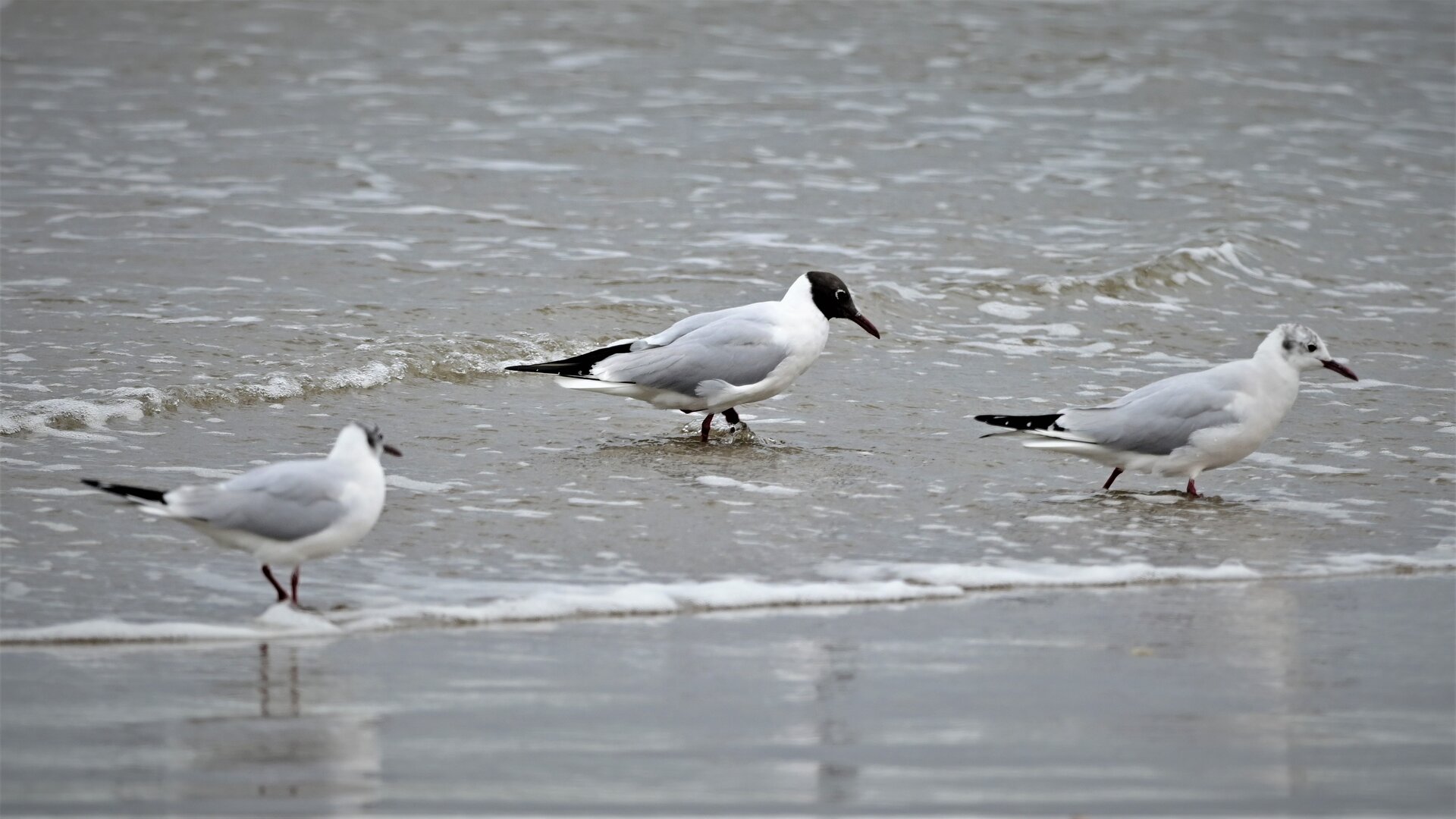 ３月２８日 石川県の海岸で カモメ探し ヨット Jennifer号 航海記 探鳥旅行記