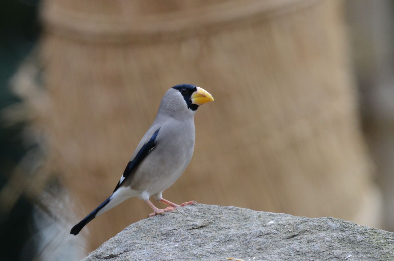 2月6日 安城市 秋葉公園で鳥撮り カワセミ ウグイス イカル