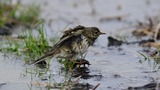 DSC_7896 (2)