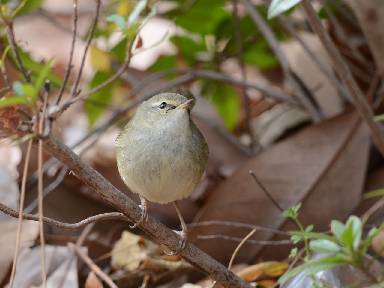 2月6日 安城市 秋葉公園で鳥撮り カワセミ ウグイス イカル