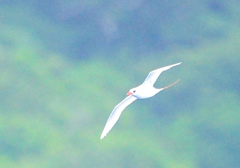 7月6日 北硫黄島 アカオネッタイチョウ シラオネッタイチョウ ヨット Jennifer号 航海記 探鳥旅行記 7月6日 北硫黄島 アカオネッタイチョウ シラオネッタイチョウ ヨット Jennifer号 航海記 探鳥旅行記