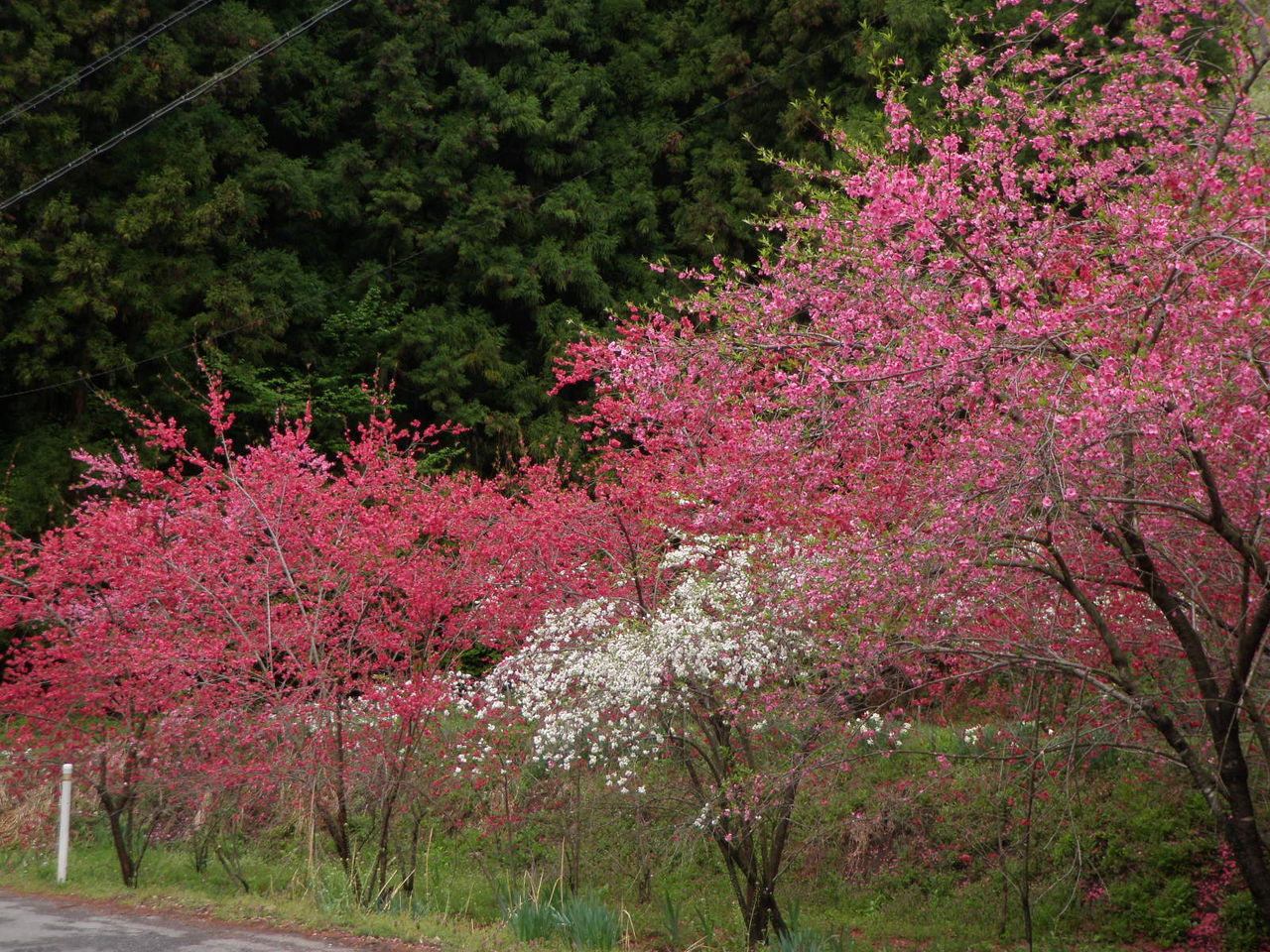 赤い桜 白い山桜 ヨット Jennifer号 航海記 探鳥旅行記