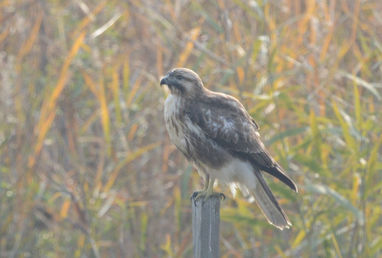 12月6日午後 弥富野鳥園 藤前干潟で鳥撮り ヨット Jennifer号 航海記 探鳥旅行記 12月6日午後 弥富野鳥園 藤前干潟で鳥撮り ヨット Jennifer号 航海記 探鳥旅行記